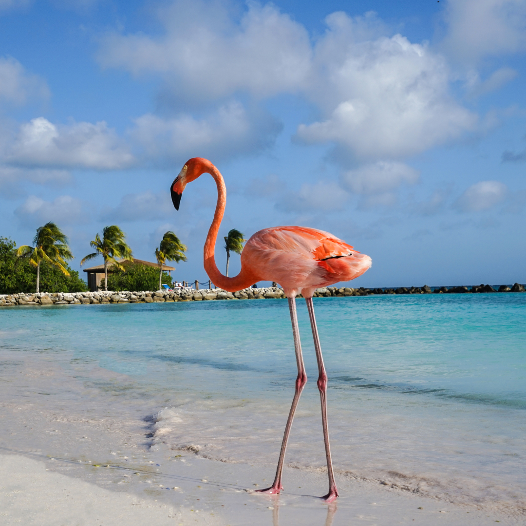 Noord Palm Beach Style